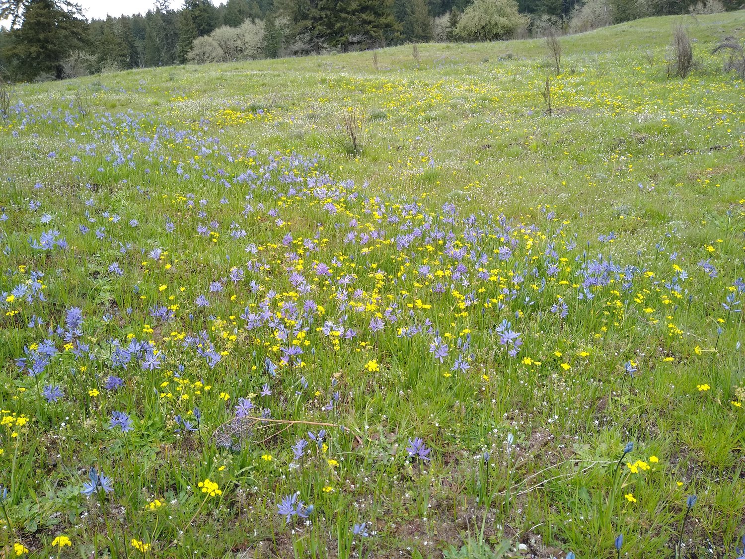 The wildflower bloom on this south Thurston County prairie, taken on May 1, 2022, is ideal feeding and nesting habitat for several species of birds.